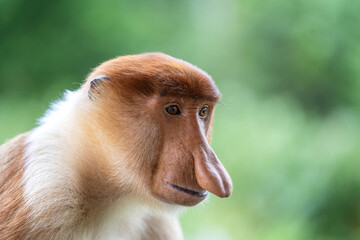 Portrait of a wild Proboscis monkey or Nasalis larvatus, in the rainforest of island Borneo, Malaysia, close up