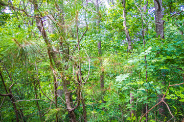Nature along a 65 mile paved walking and hiking trail in north Georgia