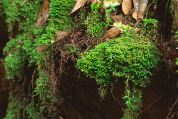 Plants and ferns in a forestry park with moisture