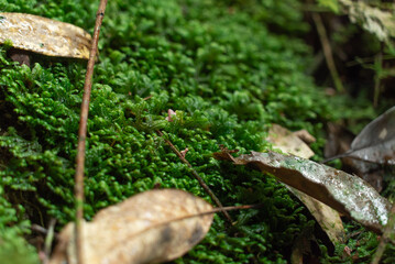 Plants and ferns in a forestry park with moisture