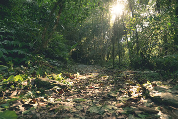 Sunlight casting through trees