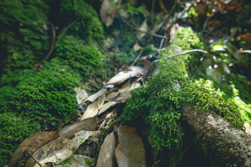 Plants and ferns in a forestry park with moisture