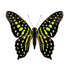 Tailed Jay Butterfly