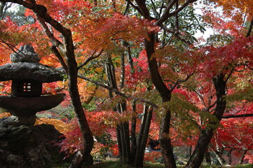 紅葉の京都