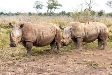 Fototapeta premium White rhinoceros or square-lipped rhinoceros is the largest extant species of rhinoceros.