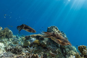 Cuttlefish on a colorful coral reef and the water surface in background