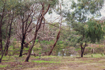 billabong in australian bushland