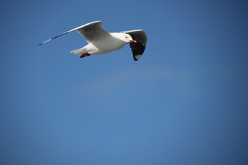 seagull in flight