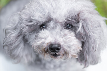 自粛期間中にトリミングサロンに行けなかったプードル