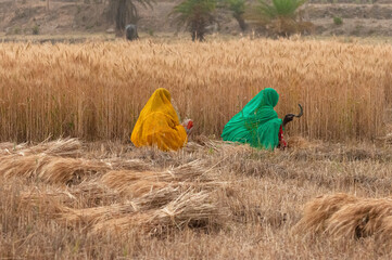 C-0061 Harvest
Photographed in northern India in April 2019. The two women are harvesting wheat. The beautiful clothing and the wheat field constitute a harmonious picture.
