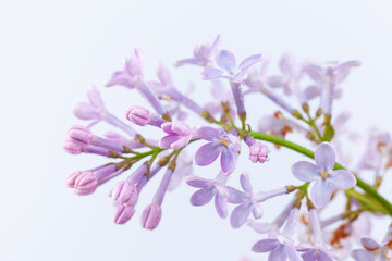 Fototapeta na wymiar a branch of purple lilac on a white background, used as a background or texture