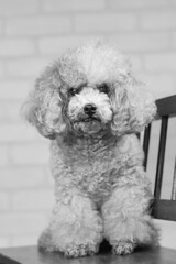 自粛期間中にトリミングサロンに行けなかったプードル