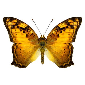 Vagrant  Butterfly