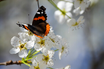 Red admiral butterfly on a white flowering tree