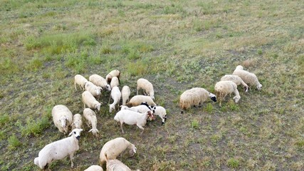 Aerial view of flock of sheep, goat and lamb. Sheeps are eating in the fields. There is also black color sheeps too. 
