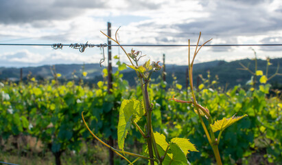 A close up of grapevines with green leaves and long tendrils in the foreground of a view of an Oregon vineyard, dark hills behind.