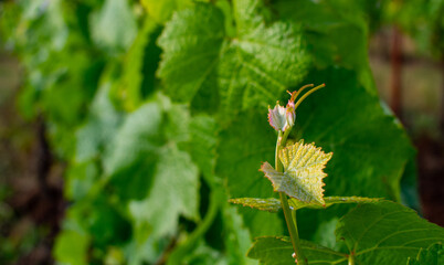 New growth of tendrils and tiny leaves in this close up of an Oregon vineyard and grapevines.