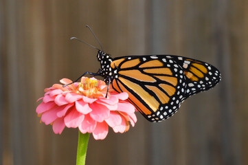 Fototapeta na wymiar Monarch butterfly on a pink flower