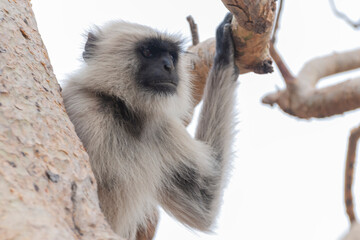 Fototapeta premium C-0070 Monkey-4 Photographed in northern India in April 2019. 