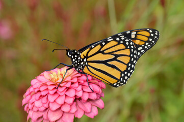 Monarch butterfly on a pink flower
