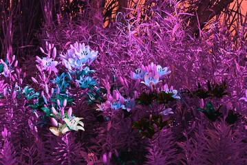 Wildflowers in infrared colors to look purple