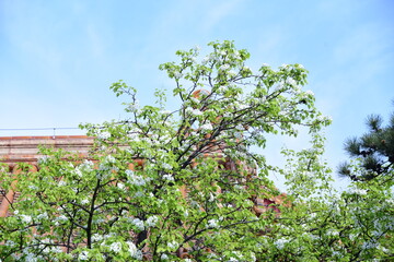Fototapeta na wymiar tree in blossom