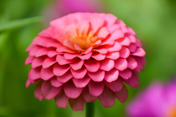 pink zinnia