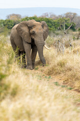Fototapeta na wymiar African Elephant Bull alone, Savannah in Africa.