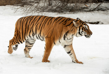 Fototapeta na wymiar Siberian tiger in the snow