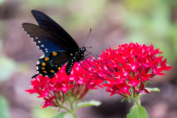 pipevine swallowtail butterfly on flower