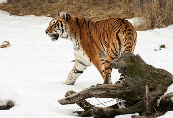 Fototapeta premium Siberian tiger in the snow