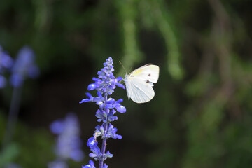 ブルーサルビアの蜜を吸うモンシロチョウ