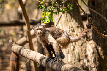 Wild monkey in the jungle. South Africa.