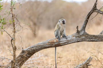 Vervet monkey (Cercopithecus aethiops) sitting in a tree, South Africa.