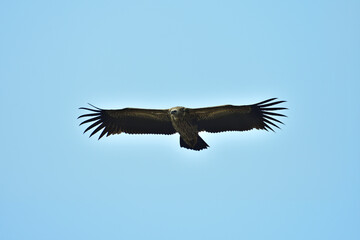 Himalayan griffon vulture