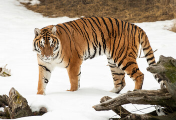 Siberian tiger in the snow
