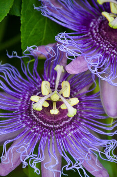 Purple Passionflower (maypop)