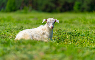 Close up of little goat grazing in green meadow.