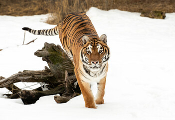 Siberian tiger in the snow