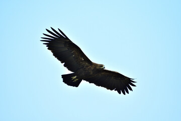 Greater Spotted Eagle