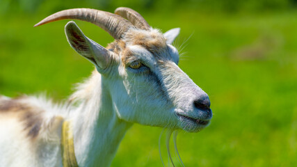 Close up of little goat grazing in green meadow.