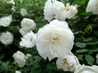 Obraz na płótnie Canvas delicate white rosehip flowers on a blurred green foliage background