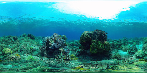 Naklejka na ściany i meble Underwater Scene Coral Reef 360VR. Tropical underwater sea fishes. Virtual tour 360. Panglao, Philippines.
