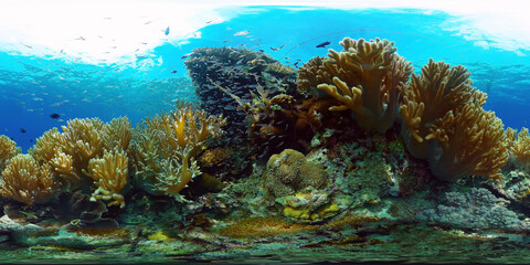 Naklejka na ściany i meble Underwater fish reef marine 360VR. Tropical colorful underwater seascape with coral reef. Panglao, Philippines.