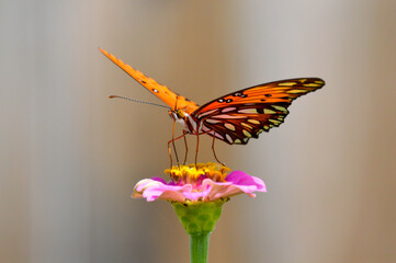 Gulf fritillary butterfly on a pink zinnia