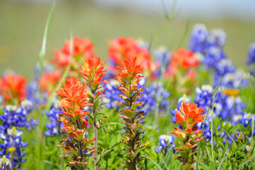 Bluebonnets and Indian paintbrushes