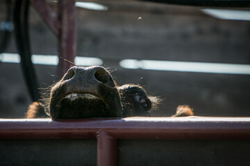 Cow peeking over the rail in a cow pen on a beef cattle ranch