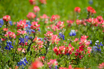 bluebonnets and Indian paintbrushes