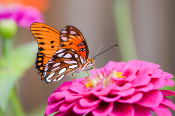 Gulf fritillary butterfly on a pink zinnia