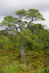 Glen Affric National Nature Reserve, Scotland: Scots pine (Pinus sylvestris L.) trees in Glen Affric, often described as the most beautiful glen in Scotland.